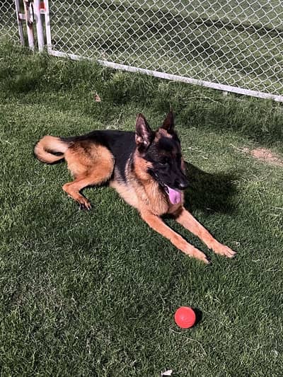 German shepherd dog fci pedigree