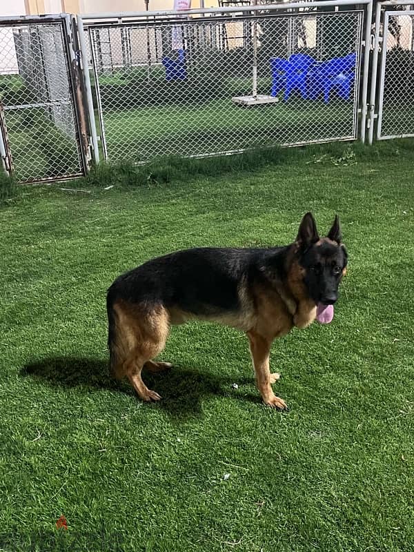 German shepherd dog fci pedigree 1