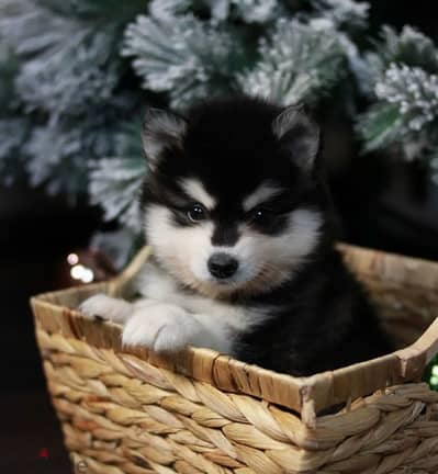 Alaskan Klee Kai puppies from Russia