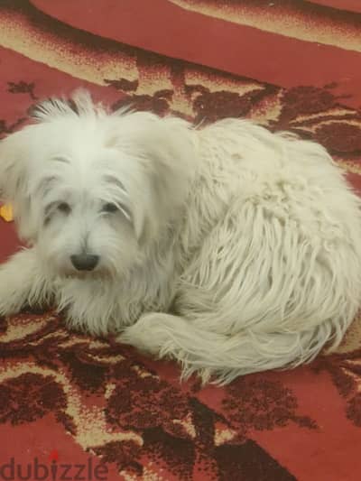 كلب havanese  جميل 9 شهور ومحب للاطفال