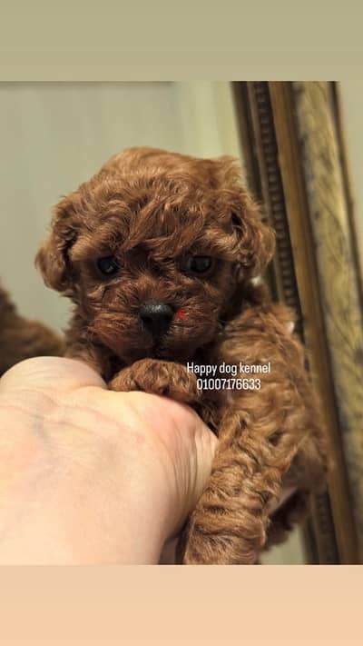 Top quialty toy poodle red color