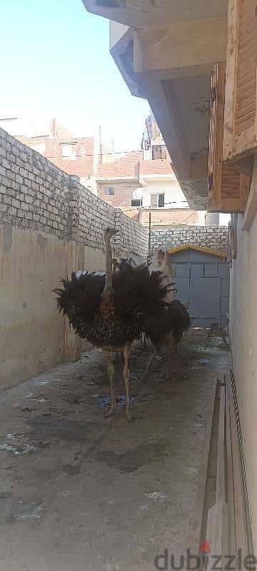 نعام اسرة 5افراد