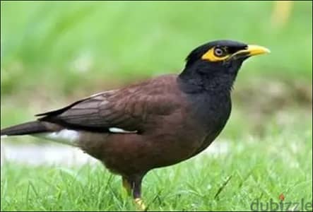 مطلوب فروخ مينا اقل من 60 يوم
