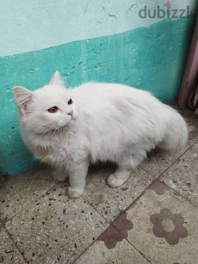 قطه للبيع
