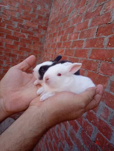Pet ornamental rabbits for home breeding  ارانب للزينه في المنزل
