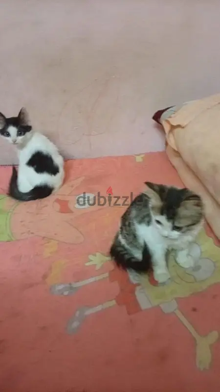 cats sell65581052335875120