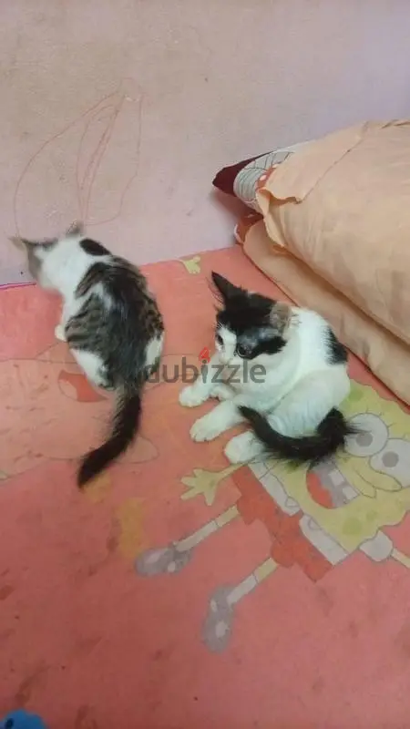 cats sell65581052335875121