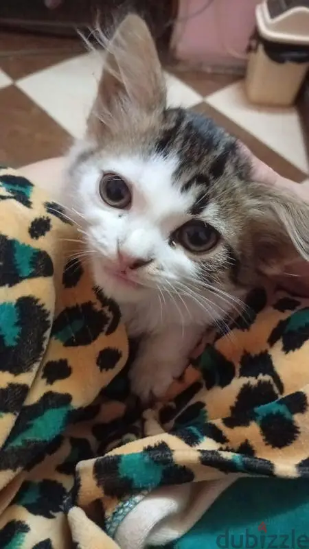 cats sell65581052335875122
