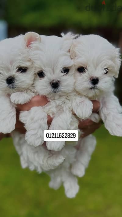 maltese puppies مالتيز