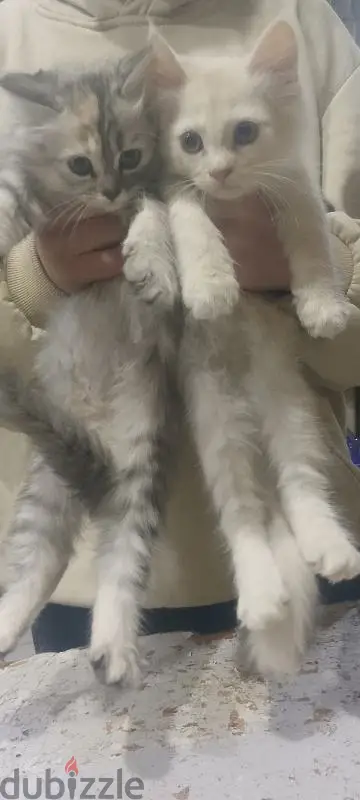 قطط شيرازي بيور65581054510467120