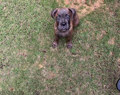cane corso blue brindle