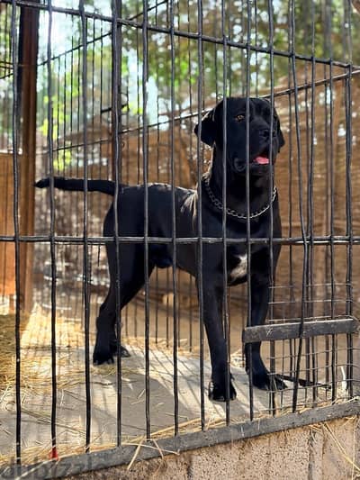 Cane Corso