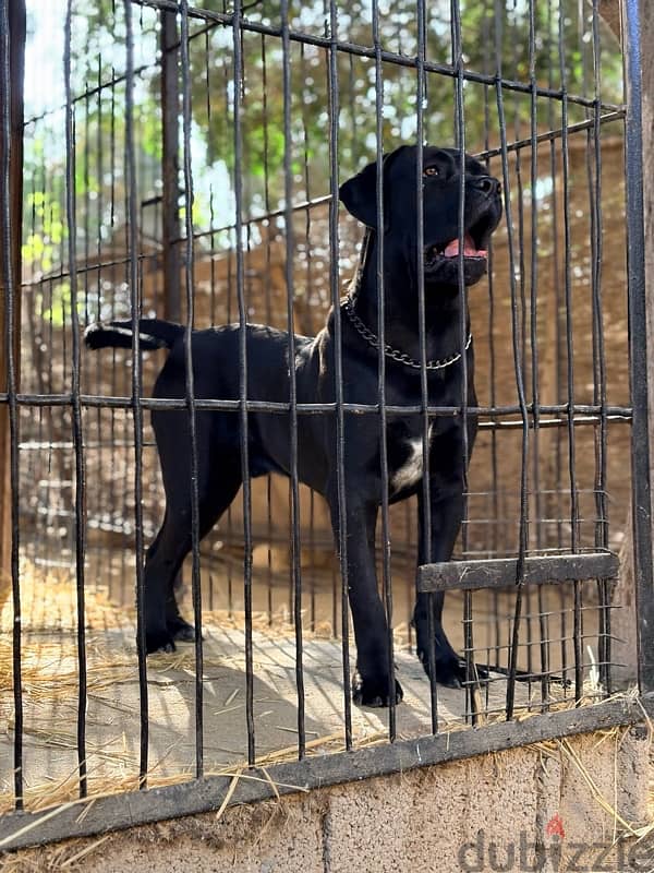 Cane Corso 1