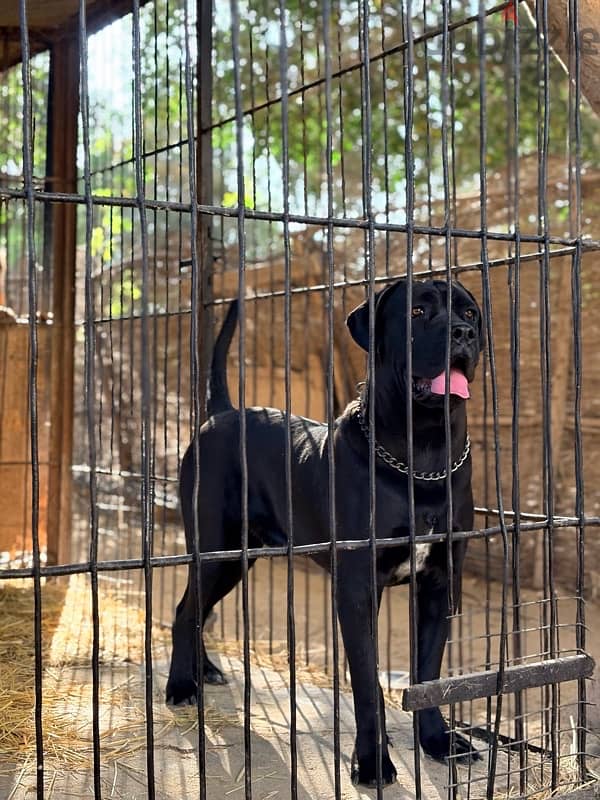 Cane Corso 2