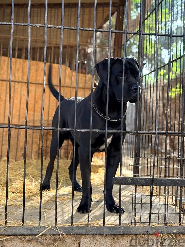 Cane Corso 3