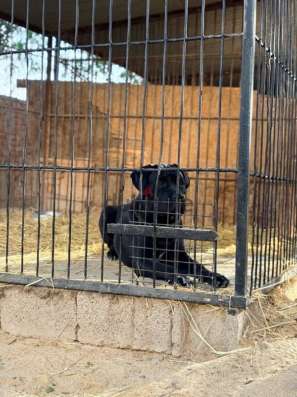 Cane Corso 4