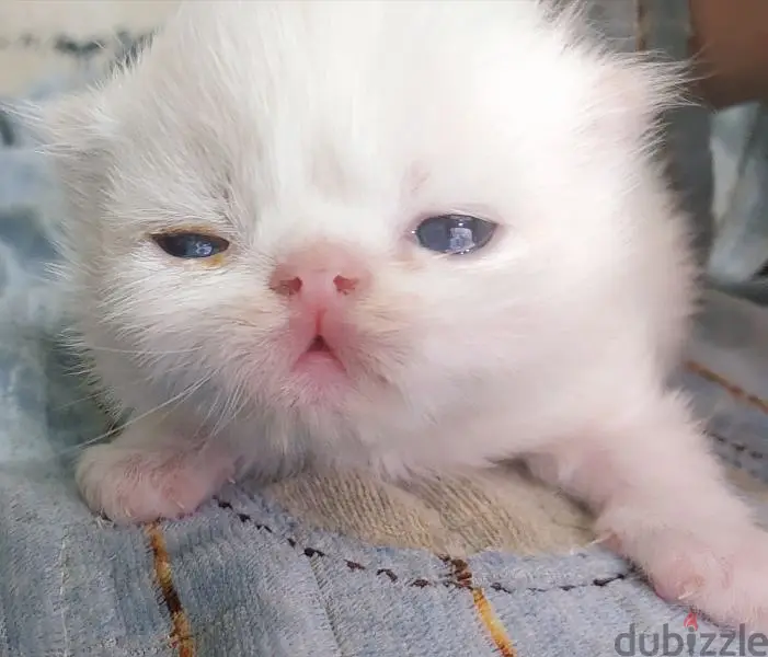 Persian Cat65581052135810120