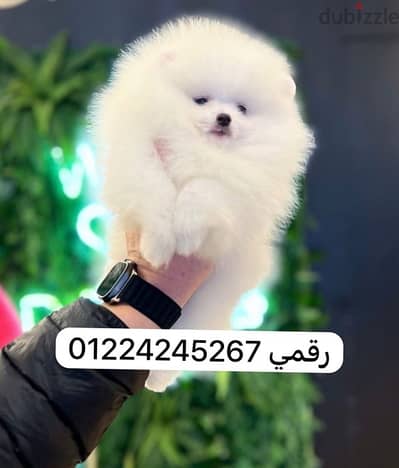 pomeranian pure breed