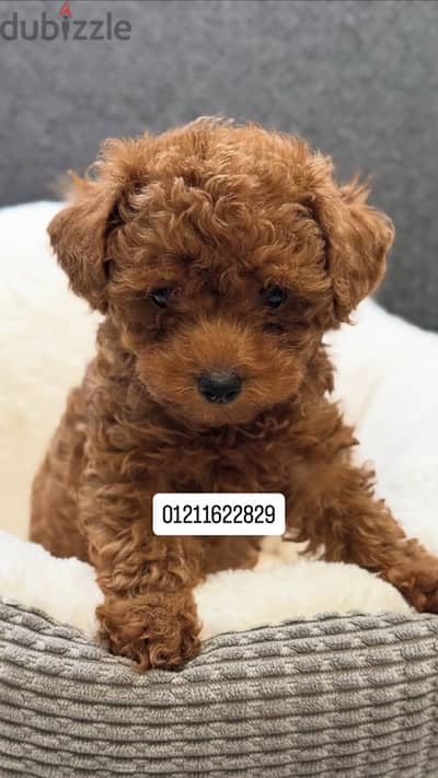 toy poodle puppies توي بودل