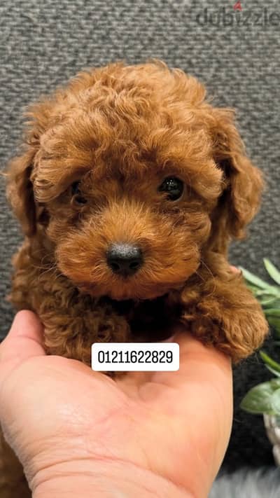 toy poodle جراء توي بودل