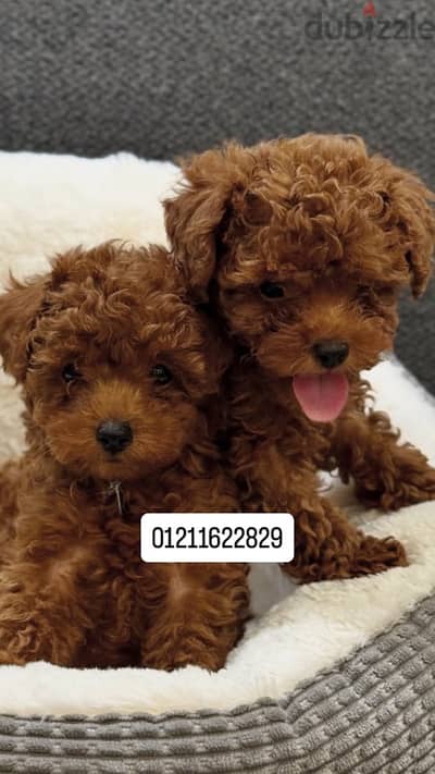 toy poodle puppies جراء توي بودل