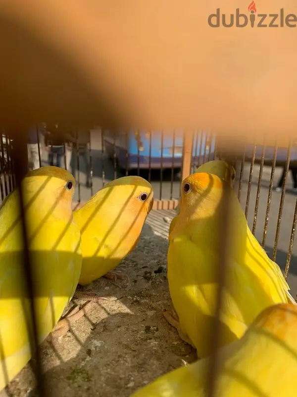 Día Naranja