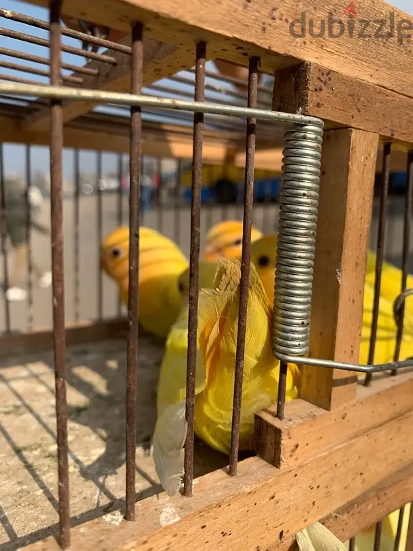 روز اورانج65056471529345121