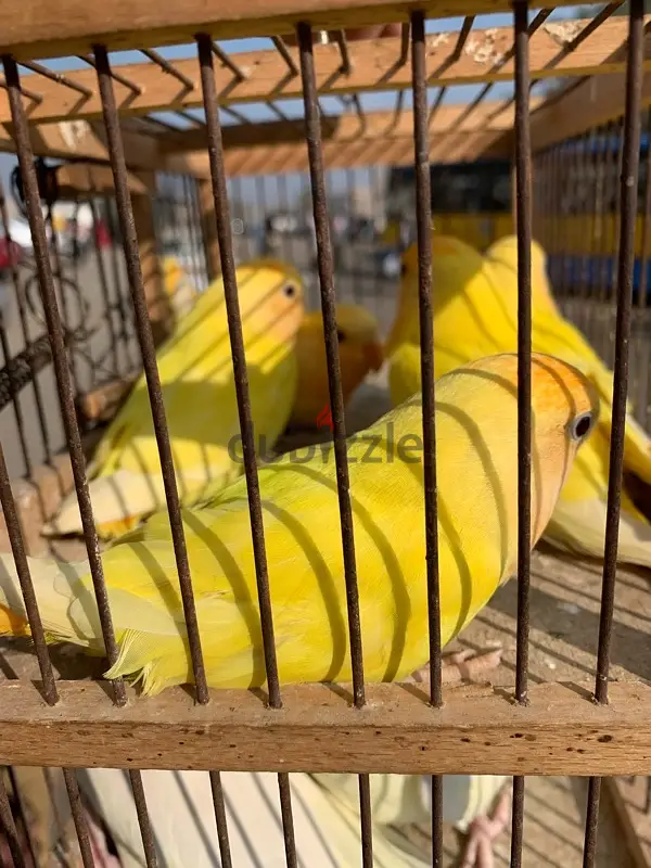 روز اورانج65056471529345122