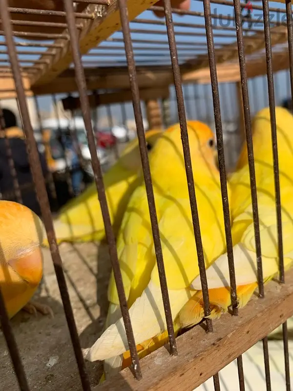 روز اورانج65056471529345123