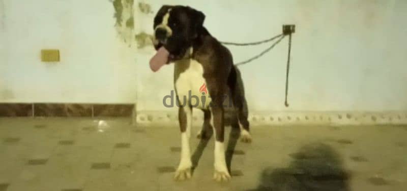للزواج فقط 3