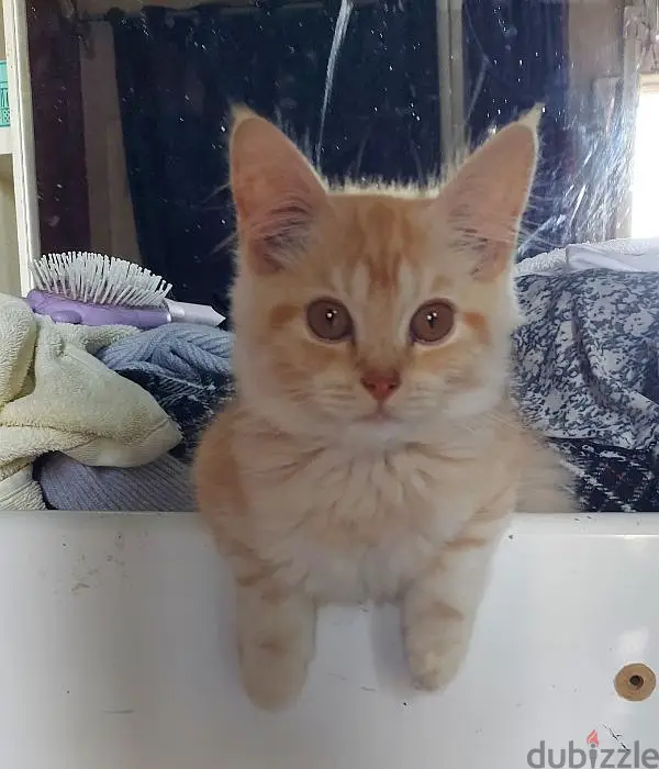 Persian Cat