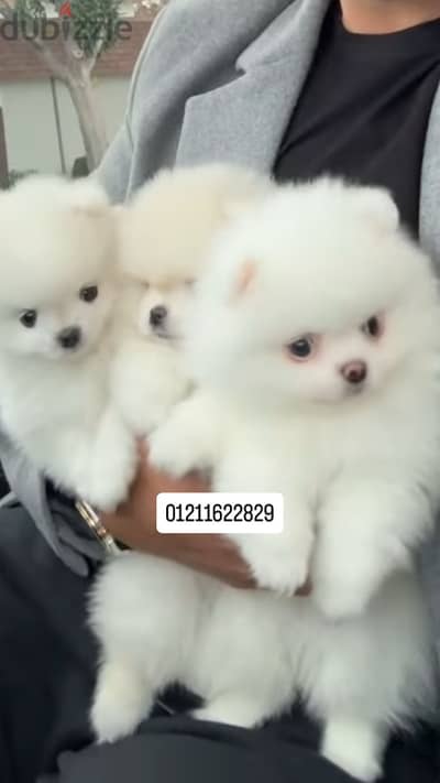 Pomeranian puppies بومرينيان