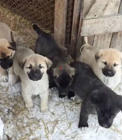 Kangal puppies from Russia
