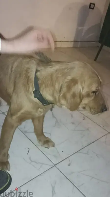 نتايه. جولدن اربع شهور