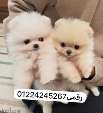 pomeranian