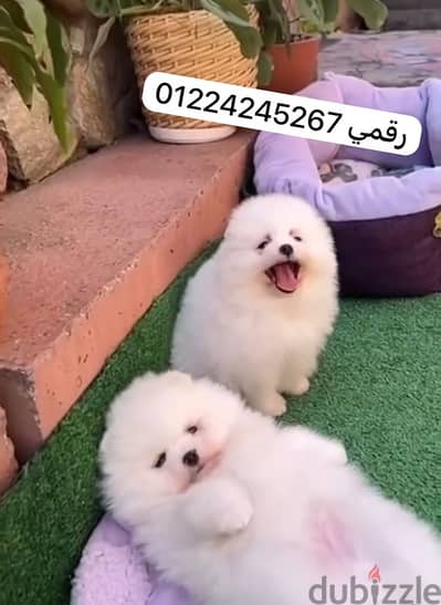 pomeranian _ برمارنيان