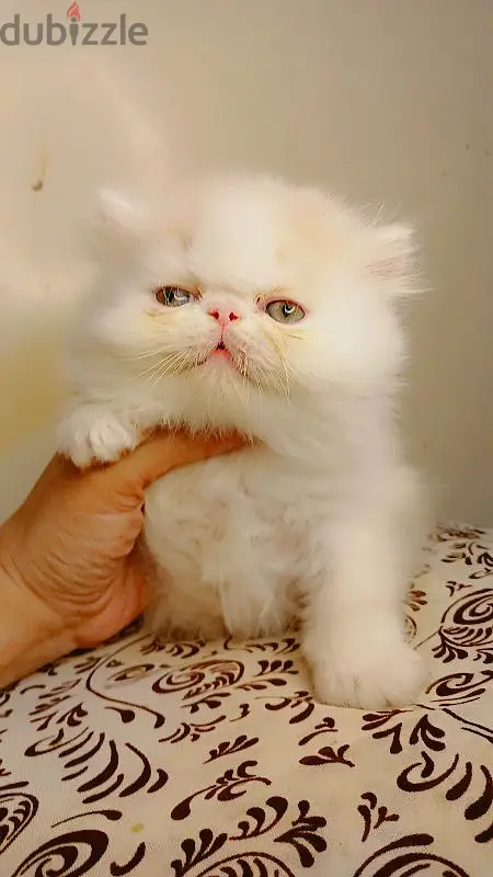 المنصوره65581056585090122
