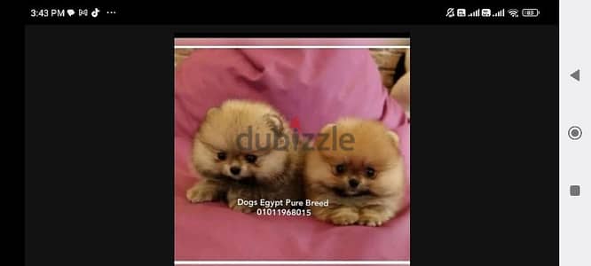 top quality Mini pomeranian puppies for sale