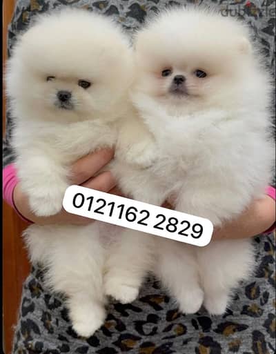 Pomeranian puppies بومرينيان
