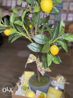 فرع لمون ٤ جزع ٦٠ سم Lemon tree 0