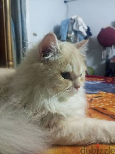 قط شيرازي ذكر 11 شهرو بي كل حاجاتو