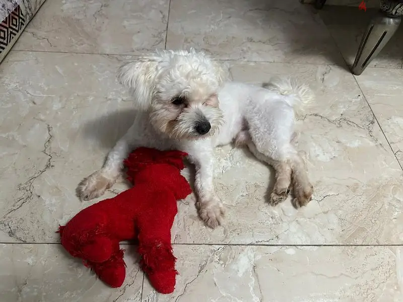 Male French Griffon, 1 year old