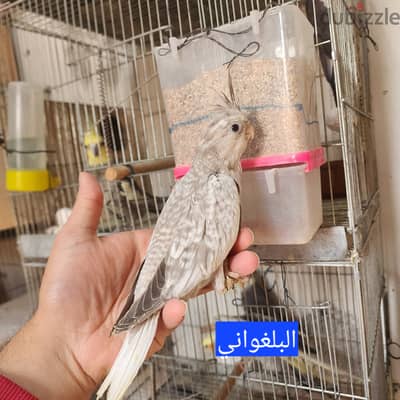تاكيل يدوي فرنساوي مستوي محترم