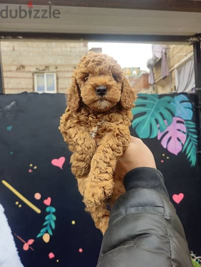 Toy Poodle male