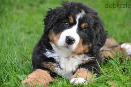 كلب بيرنيز ماونتن Bernese Mountain Dog |