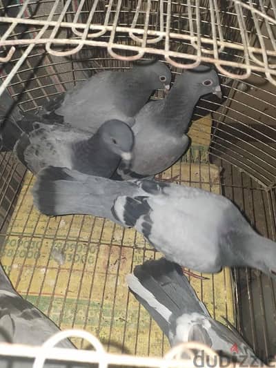 قصوص حمام زاجل وزغاليل
