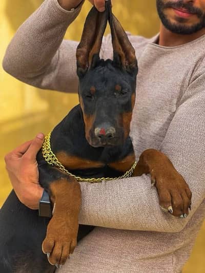 متاح اقوى جراوى دوبرمان doberman