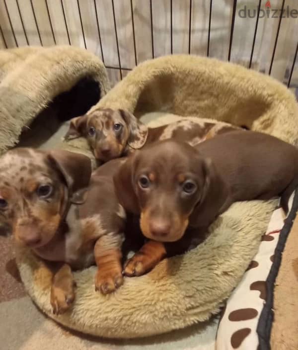 Rabbit dachshund puppy boy from Russia - Dogs - 206848707