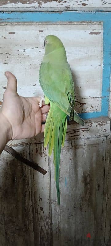دره هندي 1