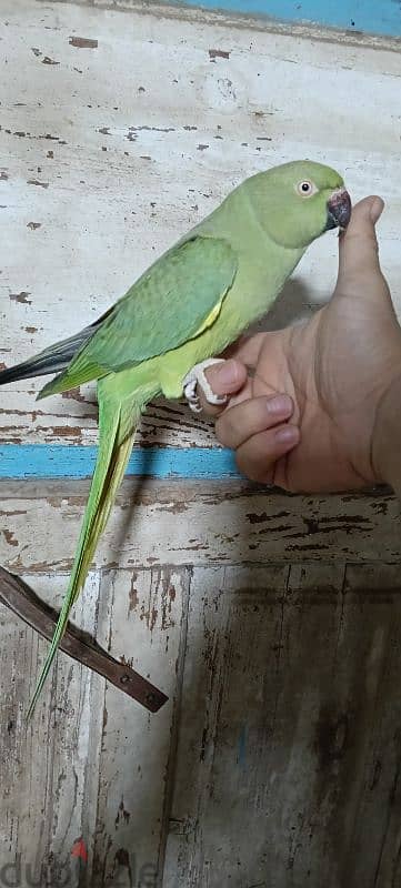 دره هندي 2